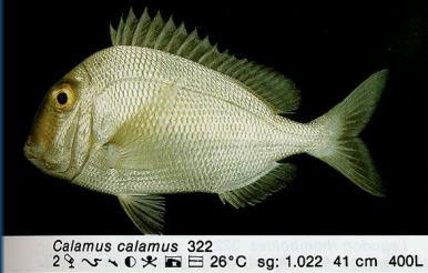 Calamus calamus